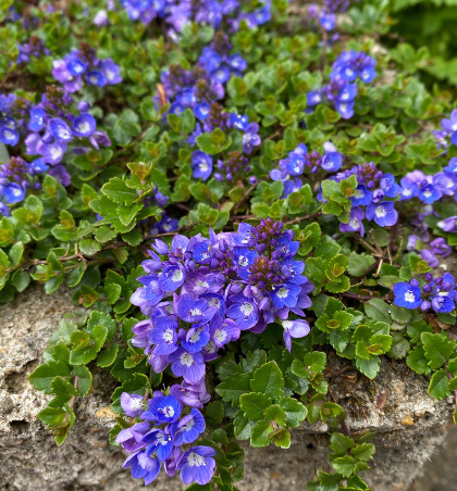 Veronica liwanensis M&W 5936 